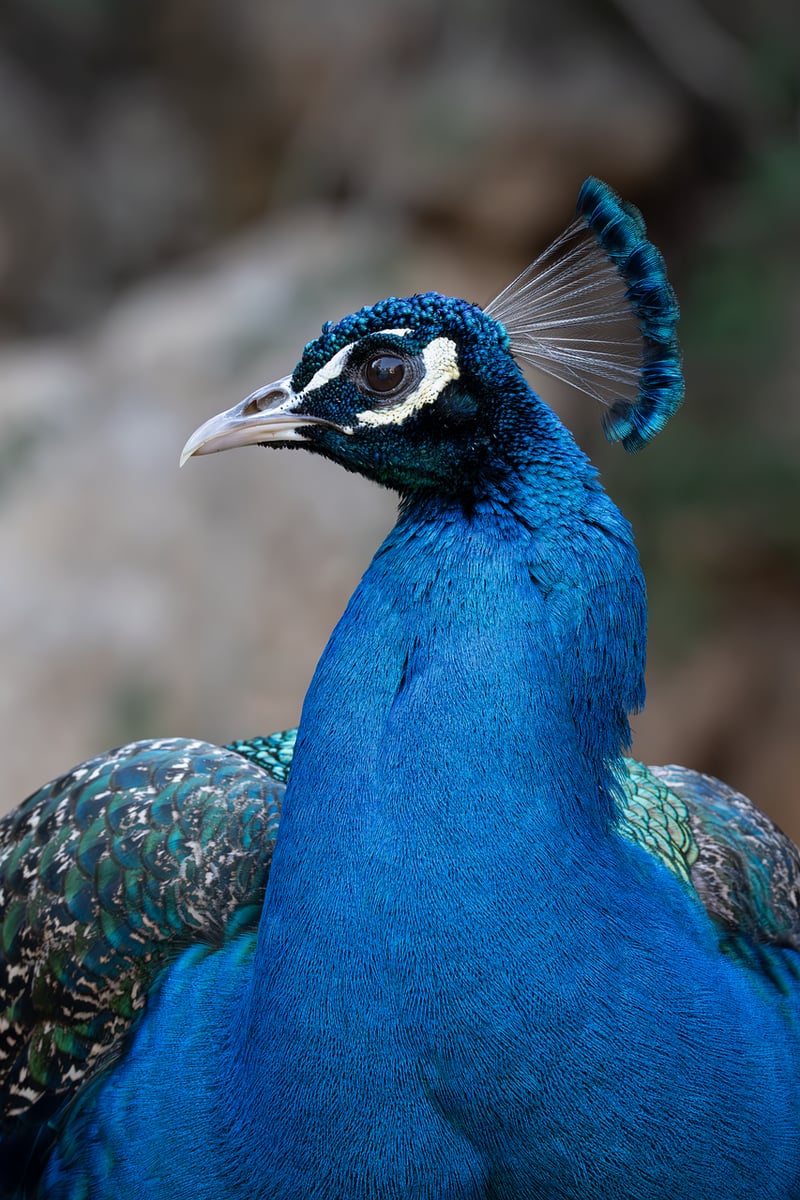 Indigenous Species