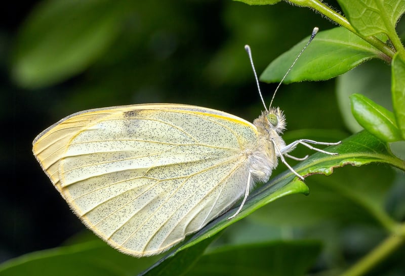 Pollinator Patches
