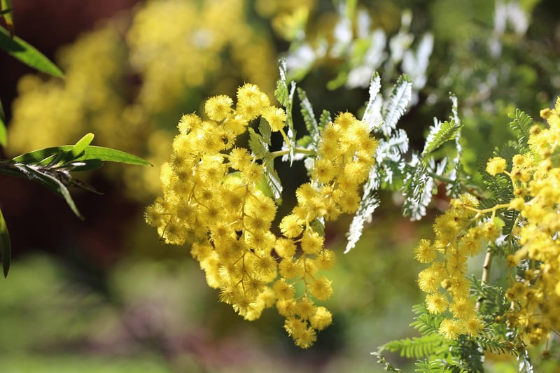 Wattle Trees
