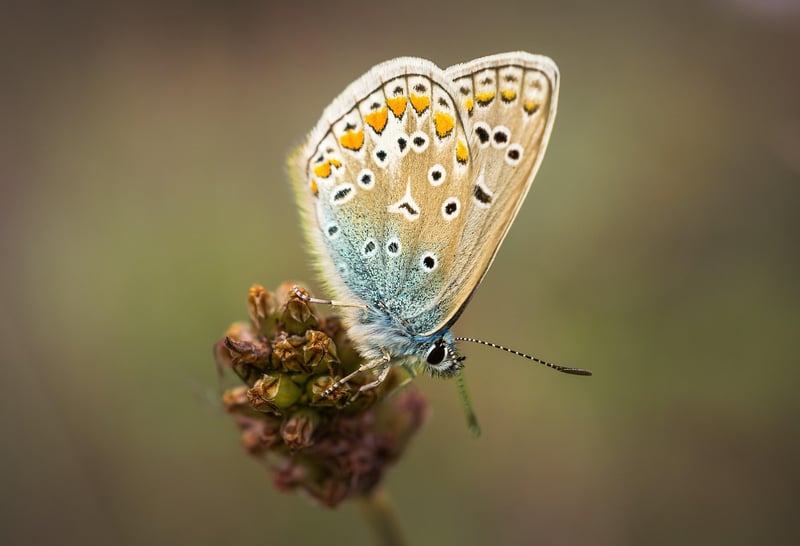 Pollinator Patch