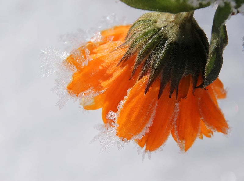Desert Marigold