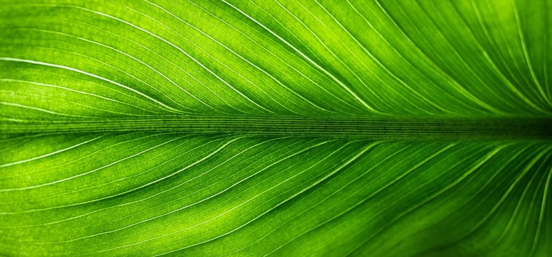 Green Leaves