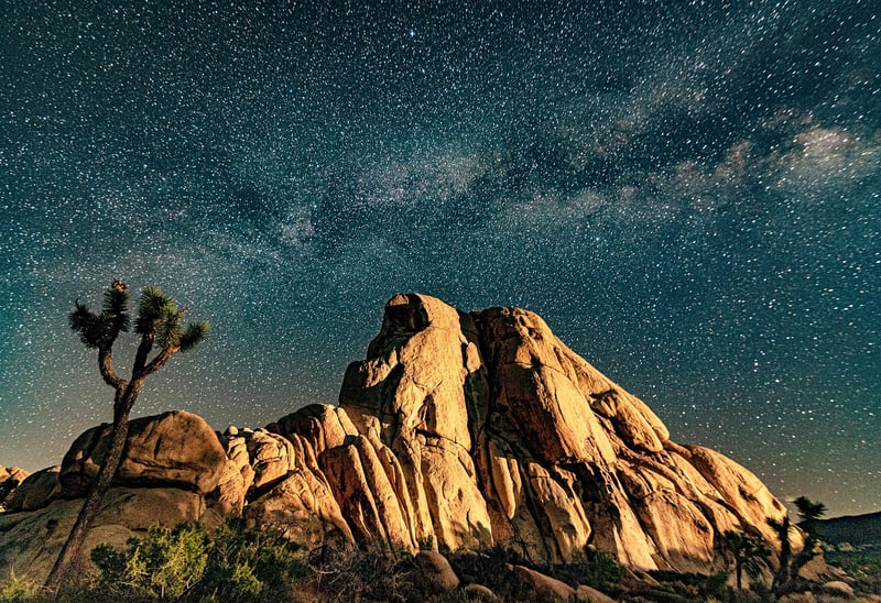 Joshua Trees