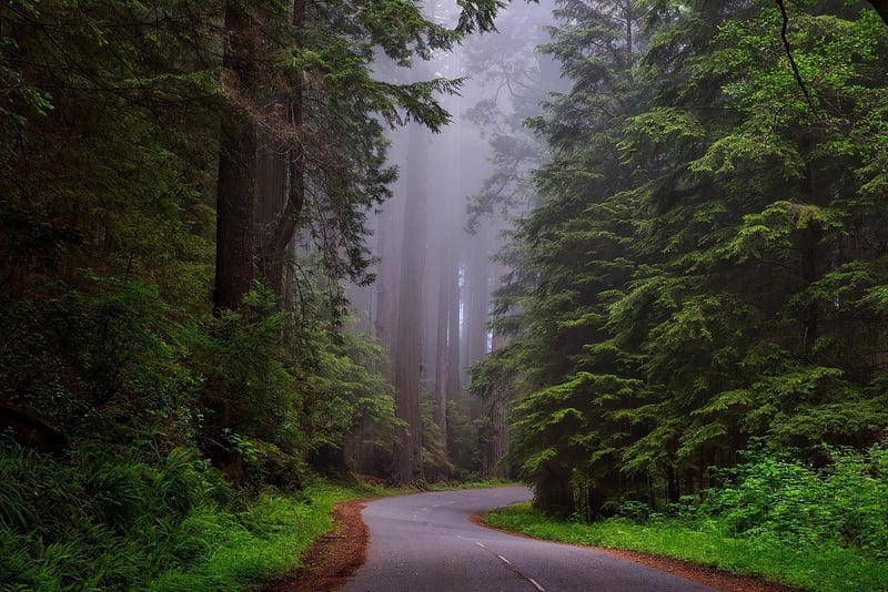 Redwood Trees