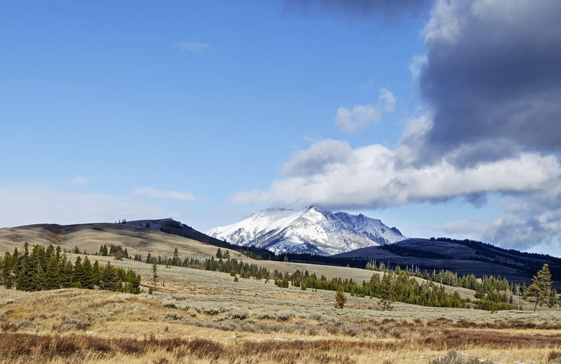 Sagebrush
