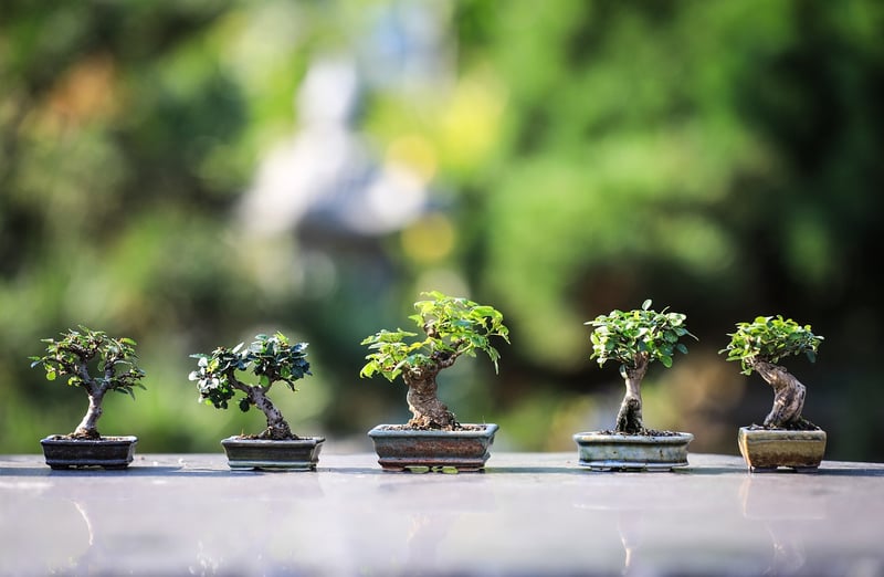 Zen Pathway